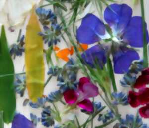 photo Atelier nature Fabrique ton herbier