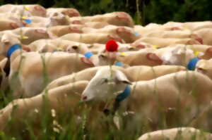 photo LA TRANSHUMANCE DE MONTPEYROUX