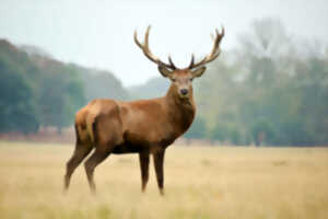 photo Sortie nature brame du cerf à Cheverny au départ de Jargeau et Orléans