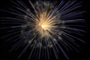photo Feu d'artifice