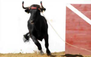 photo Course de vaches