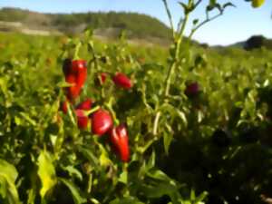 photo Savoir-faire au rendez-vous : Piments et moutardes du Périgord