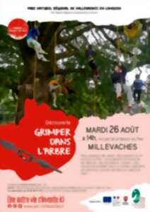photo Grimpe à l'arbre