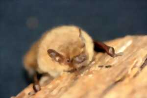 photo LES CHAUVES-SOURIS DE LA CHEVRERIE