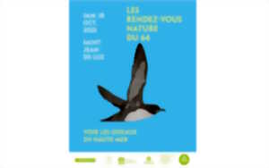 photo RDV Nature du 64 - Voir les oiseaux en haute mer à Saint-Jean-de-Luz