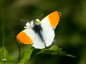 photo La nature à travers l'objectif