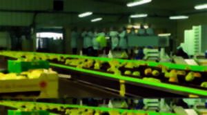 photo Route de la Pomme du Limousin : Visite coopérative 2025