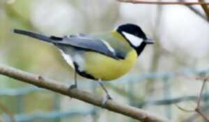 photo Les Oiseaux des Jardins - Communal de St-Josse
