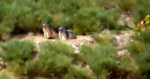 photo BAIN DE NATURE EN HAUT CONFLENT, PETITE RANDONNEE AVEC PASSCANIGO