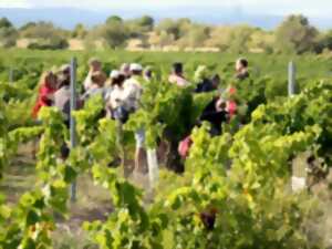 photo BALADES VIGNERONNES EN GRAND CARCASSONNE - CHÂTEAU L’AMIRAL