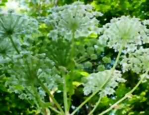 photo SORTIE CUEILLETTE DE PLANTES MÉDICINALES ET COMESTIBLES