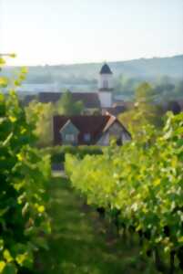 photo Expériences Mossig & Vignoble : Ça bouge sur la colline