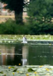 photo Les sorties en famille au domaine de La Ferté-Vidame - Les oiseaux du domaine