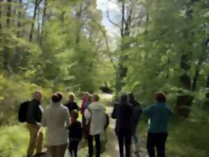 photo Les forêts de l'histoire argonnaise