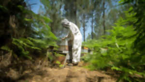photo Des abeilles à la plage