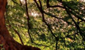photo Sortie sensorielle dans le Bois de Sorrus