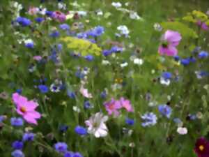 photo Sortie Nature : Le temps des plantes messicoles est de retour