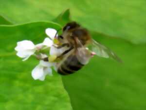 photo LABEL ABEILLE