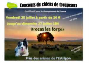 photo CONCOURS DE CHIENS DE TROUPEAUX