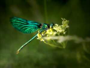 photo Sortie nature : Les Rives de l’Indre