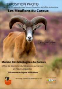 photo LES MOUFLONS DU CAROUX