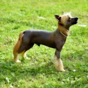 photo Représentation canine - le brio des savoirs