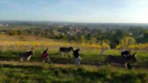 photo Randonnée avec les ânes