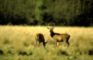 photo Les amours du cerf