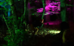 photo ATELIER CHORÉGRAPHIQUE EN FORÊT