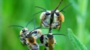 Ciné-débat : Les abeilles sauvages