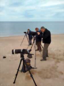 photo A la découverte des oiseaux de Gatteville-le-Phare