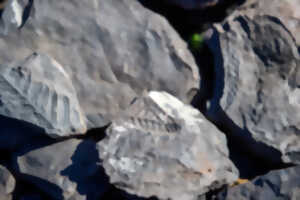 photo VISITES COMMENTÉES DES EXPOSITION POUR ENFANT : LES MERCREDIS DE LA GÉOLOGIE