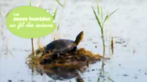 Des tortues dans le marais
