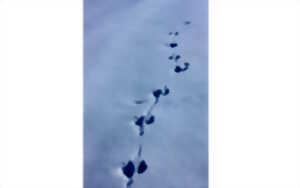 photo Sortie accompagnée Mendi Gaiak : balade