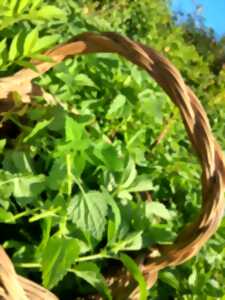 Atelier remèdes et bienfaits des plantes sauvages