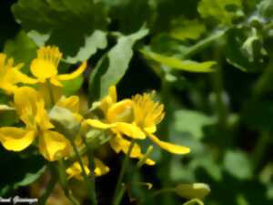 Initiation et découverte des plantes sauvages comestibles et médicinales