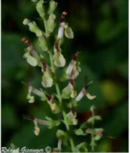 Présentation de l'écosystème forestier, des plantes sauvages avec des contes locaux