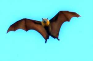 Sortie Nature : Le bal des chauves-souris