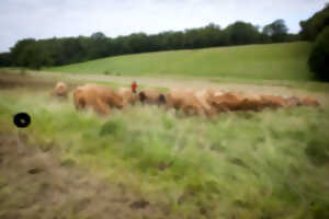 Plantes et Cie : pastoralisme et protohistoire