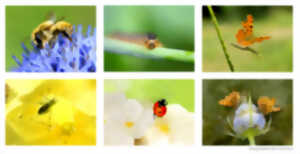 Le monde des insectes - Exposition photos de Jean-Yves Verry