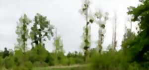 Cet arbre est-il habité ?