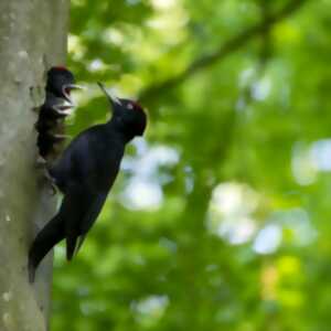 Quand la forêt chante : à la découverte des oiseaux ardennais