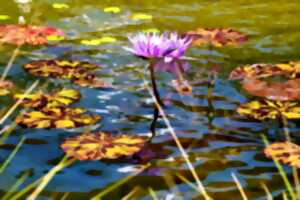 À la découverte des fleurs (II) : Bord de Meuse, lisière, rochers