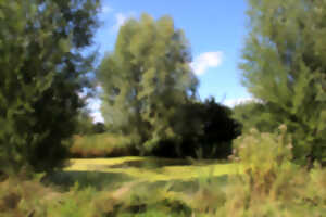 Grand marais d'Etaing - Le saule têtard