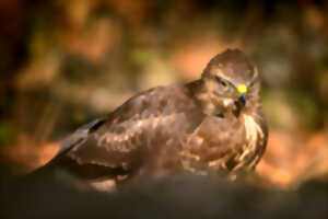 Bois départemental de Maroeuil - Les rapaces du bois