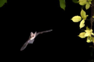 Bois départemental de Maroeuil - Conte-moi les chauves-souris