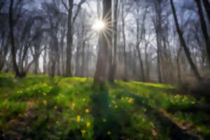 Bois départemental de Maroeuil - Balade champêtre