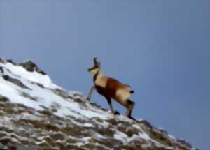 photo Randonnée sur les traces de la faune sauvage