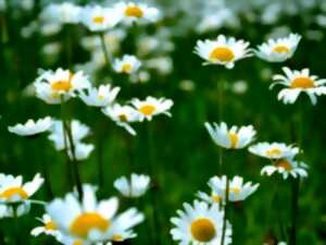 Le printemps des plantes à Saint Laurent d'Arce