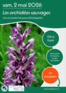 Les orchidées-sauvages